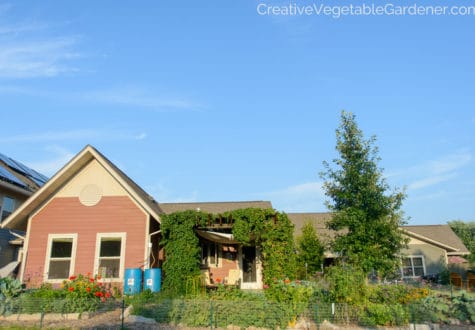vegetable garden and house in summer with blue sky
