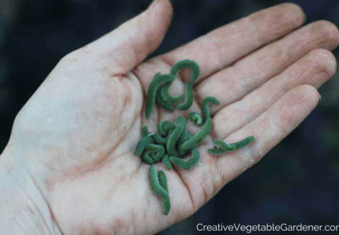 cabbage worm vegetable pests in gardener's hand