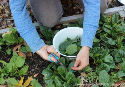 woman harvesting spinach from garden bed