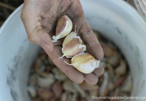 hand with garlic seed to plant
