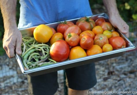 man holding harvest of tomatoes and beans