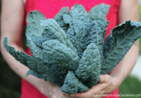 hands hold garden kale