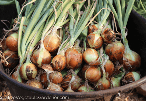 wheelbarrow of onion harvest