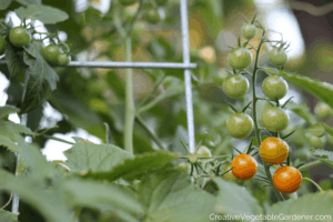 Sun Gold cherry tomato in garden