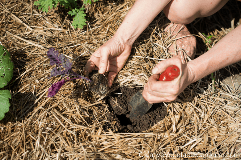 gardener planting kale in soil mix after seed starting