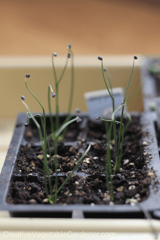 onions in seed starting soil