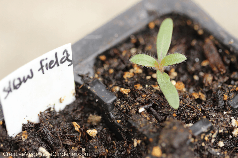 flower seedling in soil mix