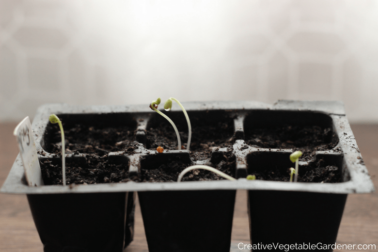 Plantes : Germination