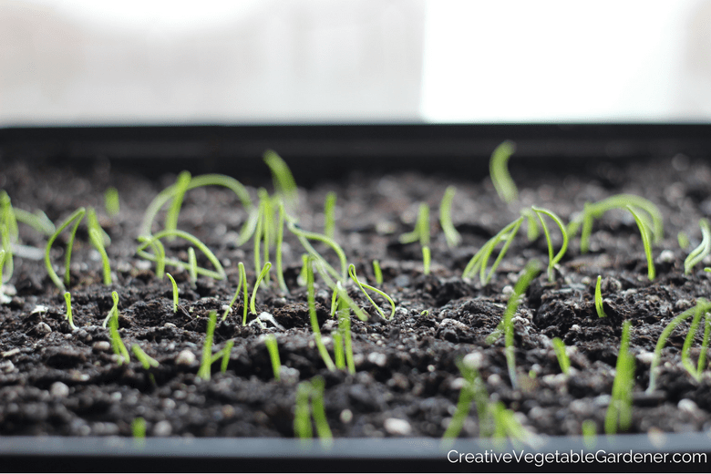 how to germinate seeds onion plants germinating