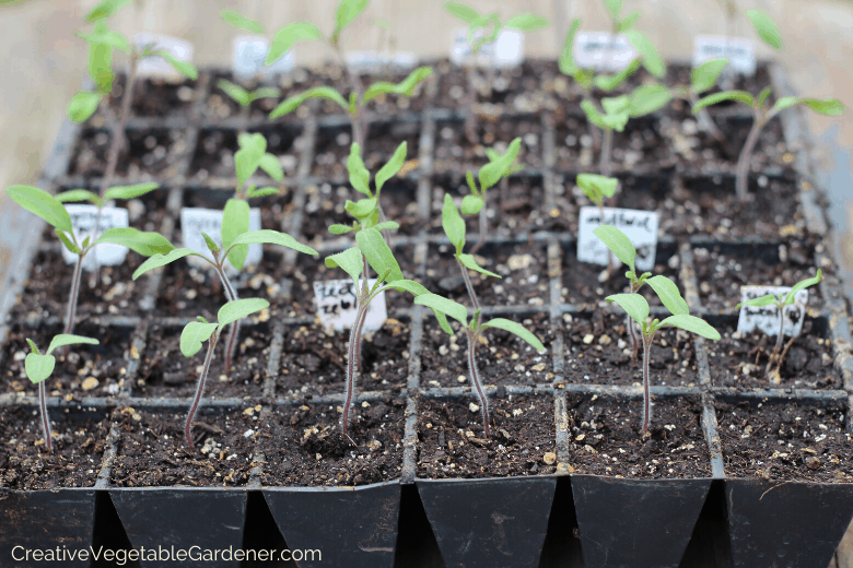 tips for seed germination tips for seed germination