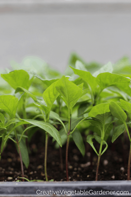 how to germinate pepper seeds how to germinate pepper seeds