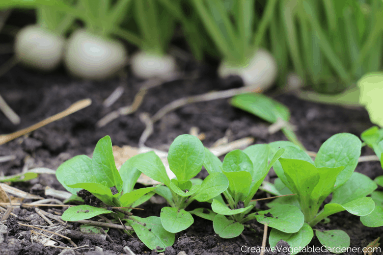 how to prep beds for spring planting