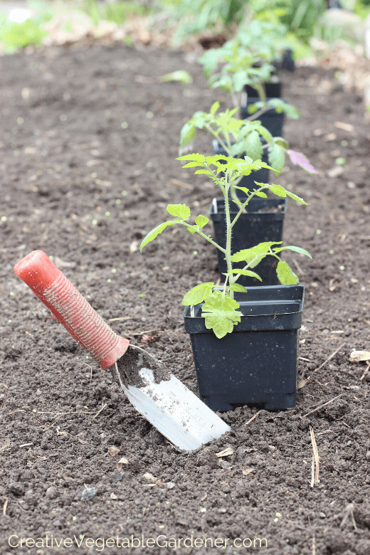 how to prep garden beds for planting