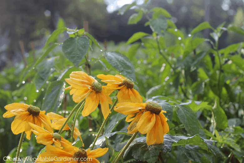 preparing for planting in spring