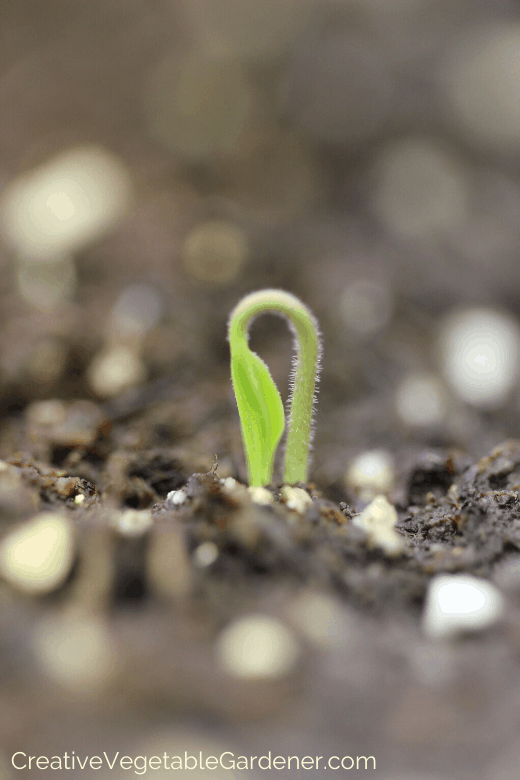 how to get your garden prepared for planting