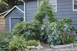 vegetable garden in summer with mulch