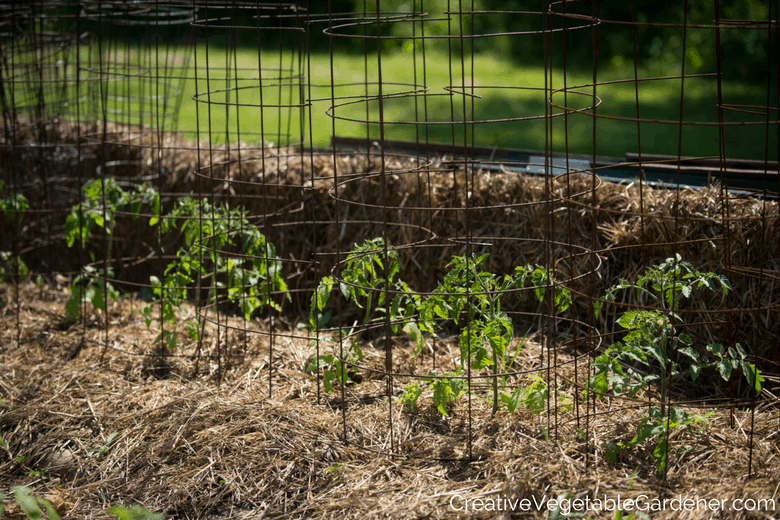 Creative Vegetable Gardener Why Mulch Is The Ultimate Garden Tool