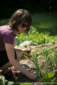 woman weeding and mulching in vegetable garden