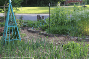 how to mulch your vegetable garden