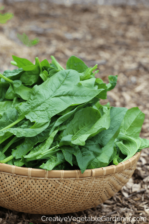 Fall spinach harvested in a basket