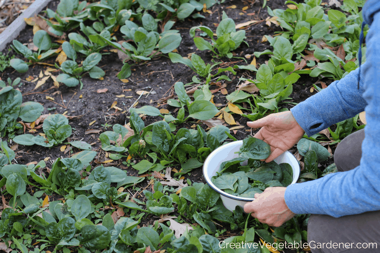 harvesting fall spinach
