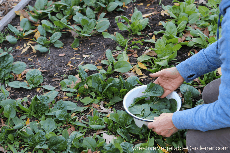 How to Grow in Grow Bags - Northern Homestead