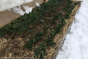 harvesting fall spinach in the snow