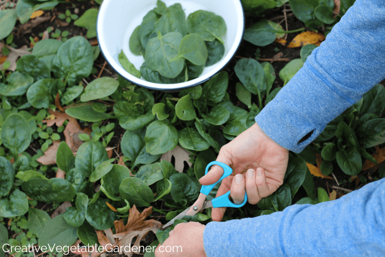harvesting fall spinach from garden