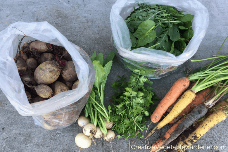 fall spinach and other vegetables for Thanksgiving dinner