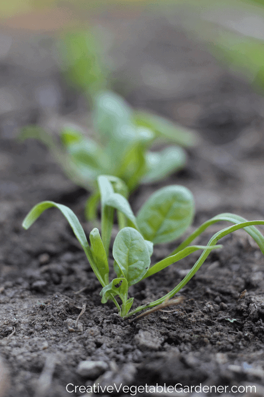spinach seedlings in garden