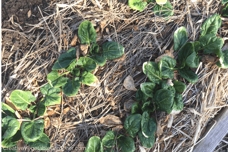 fall spinach winter planting