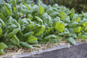 fall spinach growing in garden