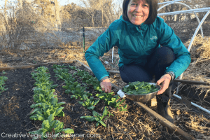 woman harvesting winter grow spinach