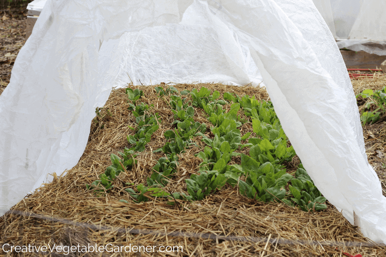 fall spinach covered in row cover