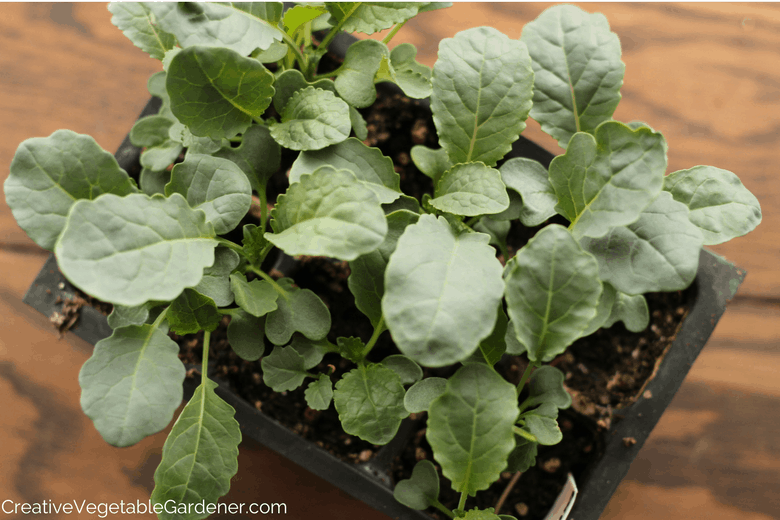 healthy seedlings grown using grow lights