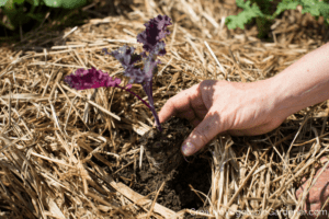 planting kale in a community garden plot