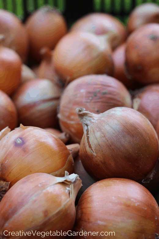 How To Grow Shallots - Sunny Home Gardens