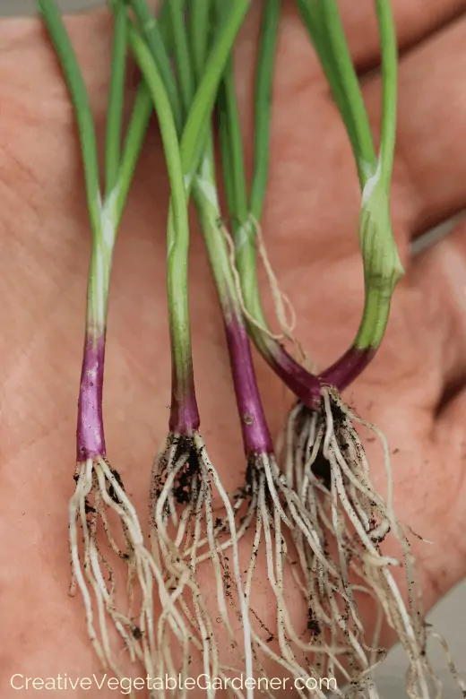 growing onions in the garden