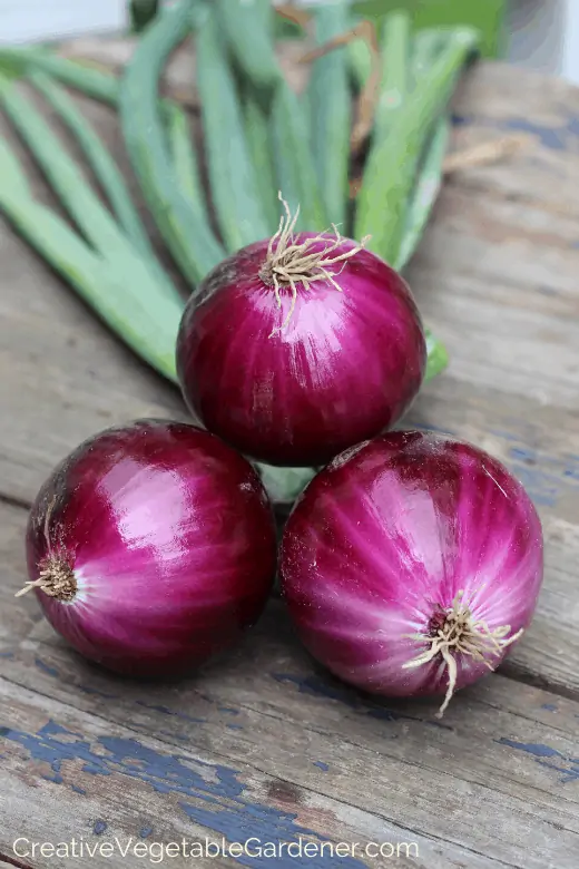 planting onions