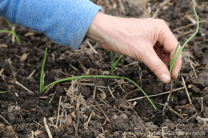 planting onions in the garden