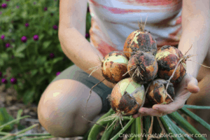 planting onions in an organic garden