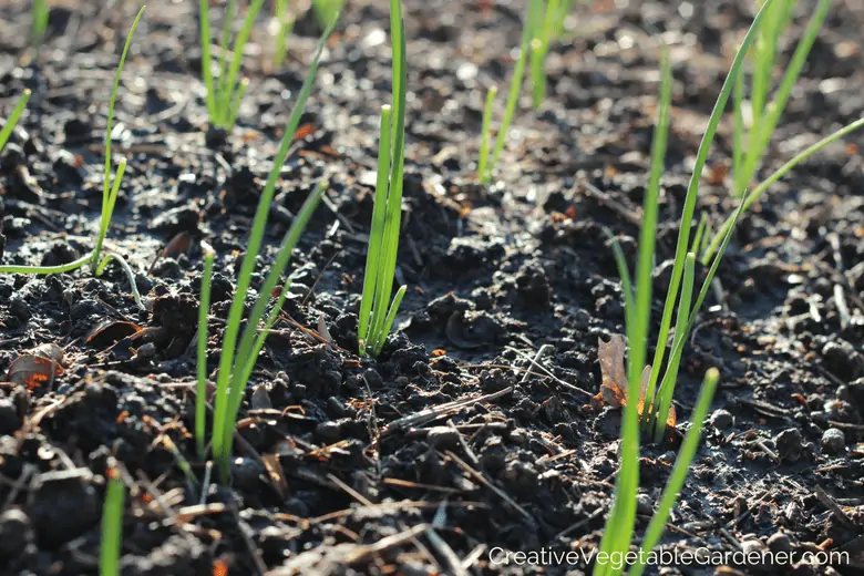 onions planted in the garden