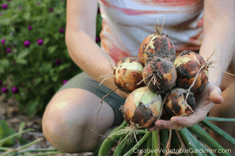 planting onions in an organic garden