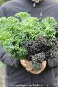 kale to grow in a community garden plot