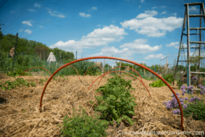 best vegetables to grow in a community garden