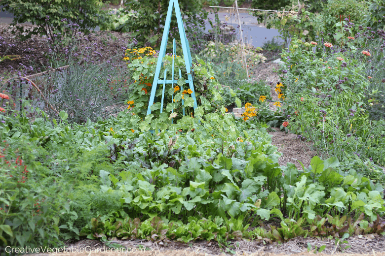 raised vegetable garden