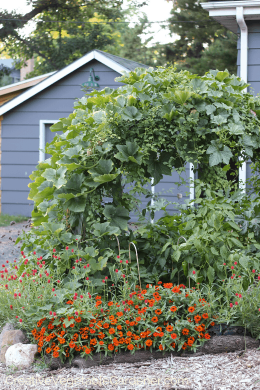 raised beds in vegetable garden