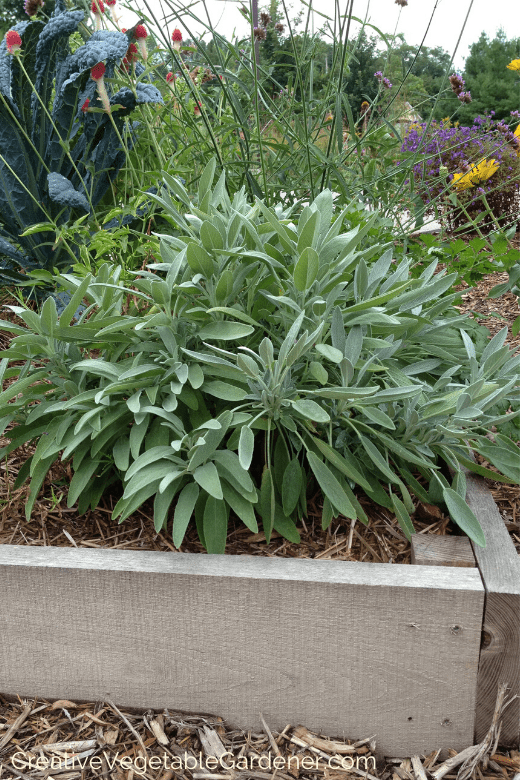 raised garden bed