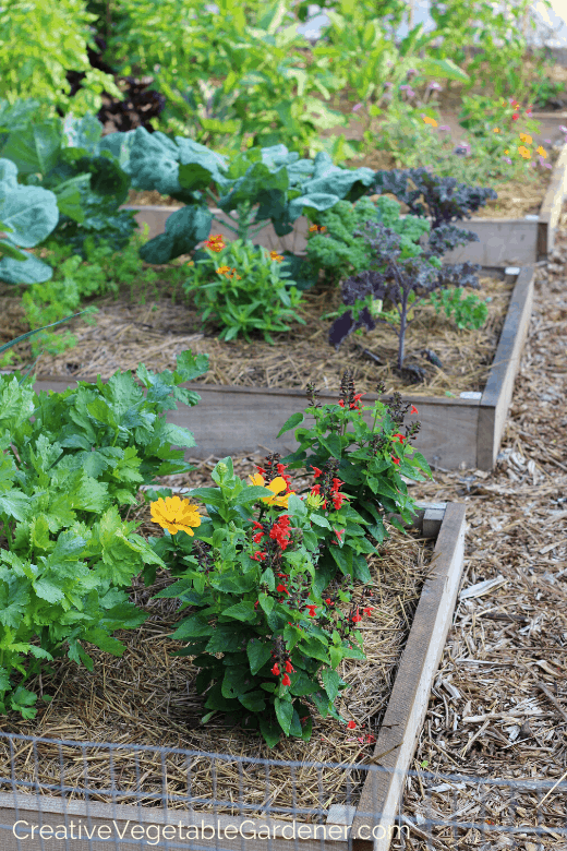 raised beds for vegetables