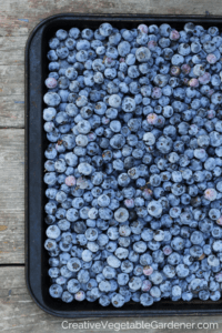 preserving blueberries